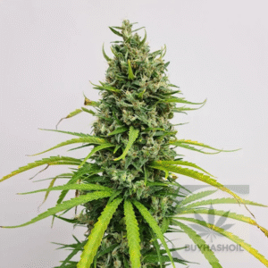 amnesia haze regular buy hash oil