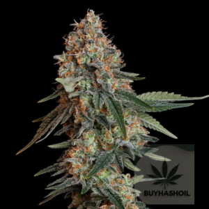 bubble kush buy hash oil