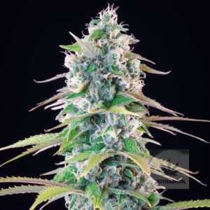 gelato seeds buy hash oil.