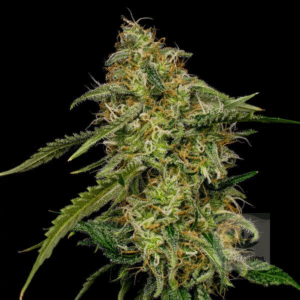 lemon shining silver haze seeds buy hash oil.