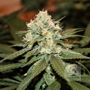 lemon shining silver haze seeds buy hash oil.