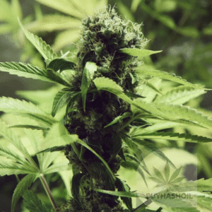 northern light seeds buy hash oil