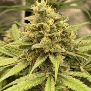 northern light seeds buy hash oil
