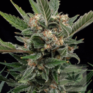 royal gorilla glue buy hash oil