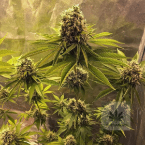 sour diesel seeds buy hash oil.