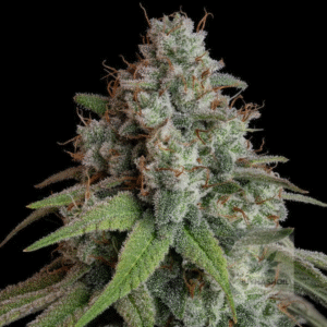 white widow seeds buy hash oil.